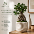 Serevexa™ RootForm Living Sculpture Planter – Elegant Indoor Bonsai Accent