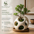 Serevexa™ Orbital Haven Planter – Contemporary Living Sculpture with Natural Elegance
