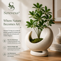Serevexa™ CrescentAura Sculptural Planter – Organic Form Botanical Accent for Modern Homes